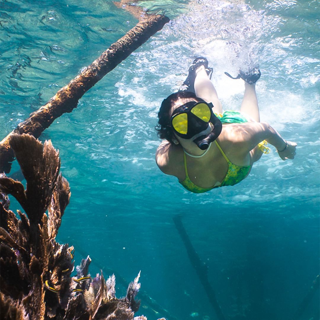 Scuba & Free Dive